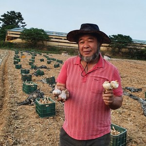 국내산 홍산마늘 마늘 식용 종자용, 홍산마늘 10kg 종자용, 1개