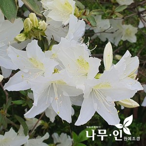 [나무인] 백철쭉 10개