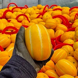 [도매시장납품] 초특가 최고당도 성주 꿀참외 못난이, 1박스, 5kg (혼합과)