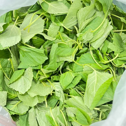 애초야 깻잎순 깻순 깨순 어린잎 산지직송 당일수확 제철 신선한 채소 국내산 1kg