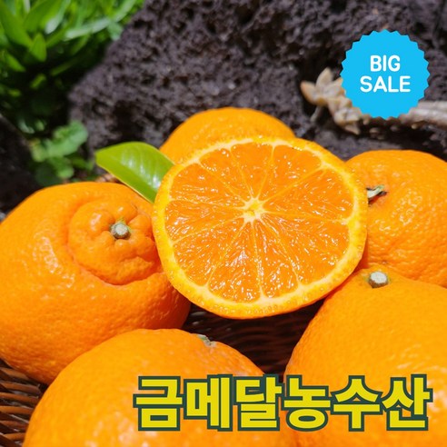 금메달농수산 15브릭스 프리미엄 제주 카라향, 1개, 5kg (중소과)