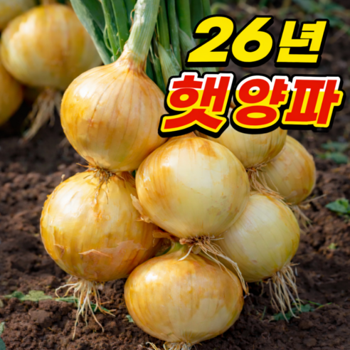[초특가2주할인] 국내산 농가직송 단단아삭 햇양파