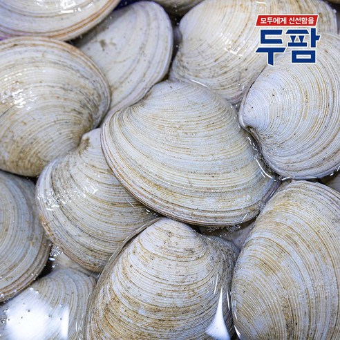 살아있는 제철 돌조개 구이용 찜용