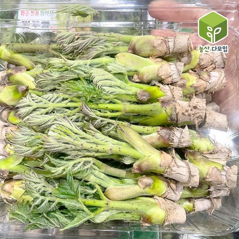 국내산 봄나물 자연산 산두릅 참두릅 1kg, 1개