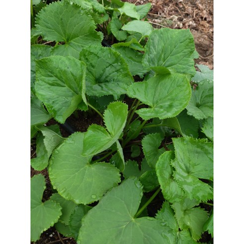 [곰배령농산물] 인제 26년 햇 봄나물 곰취나물 1kg, 1kg