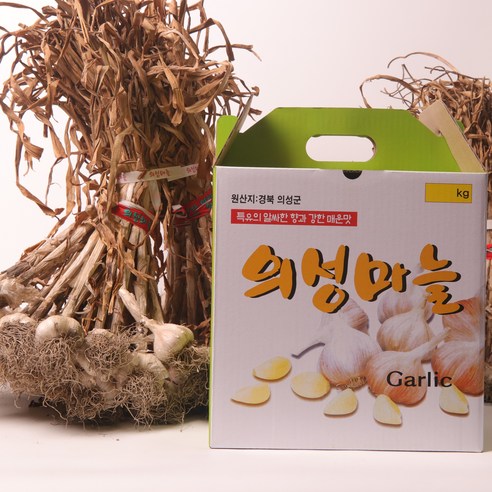 의성마늘 토종 육쪽 통마늘, 햇마늘, 한지형
