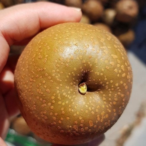 토종 돌배 10kg