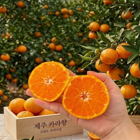 제주 카라향 제철 감귤 산지직송, 1박스, 2kg (실1.5)