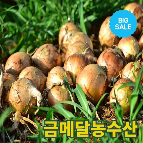 품질보증 금메달농수산 26년 경남 햇 양파