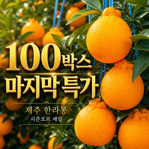 [시즌오프 특가] 제주 한라봉 고당도 새콤달콤 산지직송