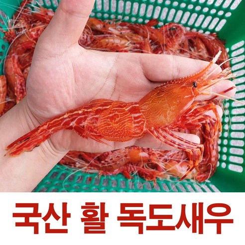 당일조업 산지직송 프리미엄 독도꽃새우 자연산 활 독도새우 꽃새우 도화새우