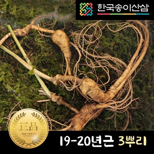 한국송이산삼 19-20년근 3뿌리 자연산산삼 천종삼 장내삼 20년근 25년근 산삼 자연이키운산삼 지종급 천종급 심마니 천종산삼 자연산삼 강원도 평창 귀한분 부모님 시부모님 선물