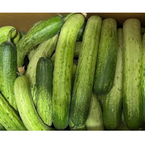 [신일농산] 국내산 못난이 백오이 10kg 백다다기