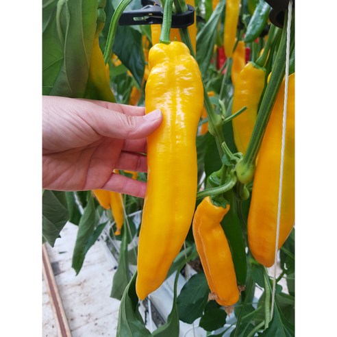 길쭉한 바나나파프리카 (팔레르모) - 1.5kg (9개~16개), 1개, 1.5kg