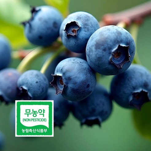무농약 블루베리 생과 최상급 왕특 500g 국내산 담양 삼인산 당일수확 산지직송 초신선 친환경