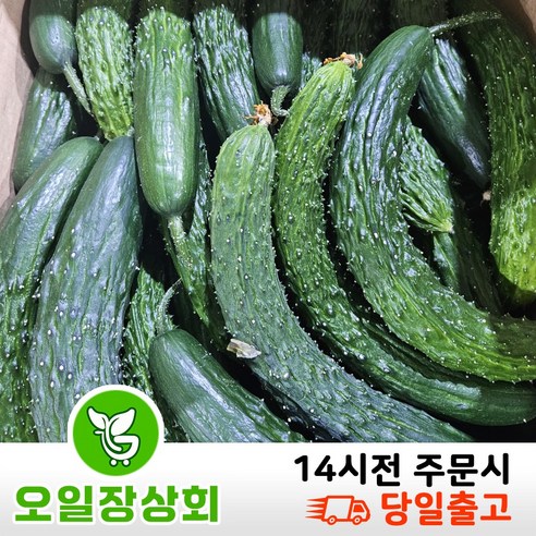 ( 오일장상회 )국내산 가시오이 못난이오이 상등급1KG,2KG