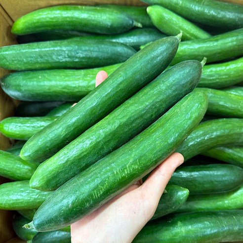 스마일프레쉬 아삭삭한 스낵오이 미니오이, 1개, 미니오이 1kg(10개내외)