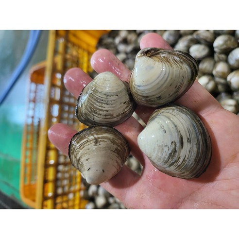 청정지역 고창 갯벌 동죽 물총조개 해감조개, 1개, 물총조개2kg