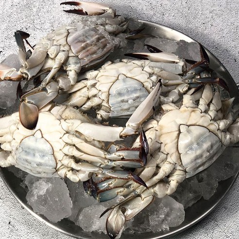 서해안 활 암꽃게 당일조업  빙장배송