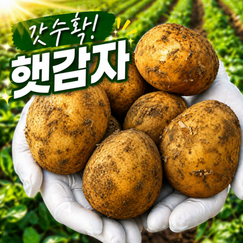 [일50박스한정] 선착순마감 포슬포슬 햇감자 수미감자