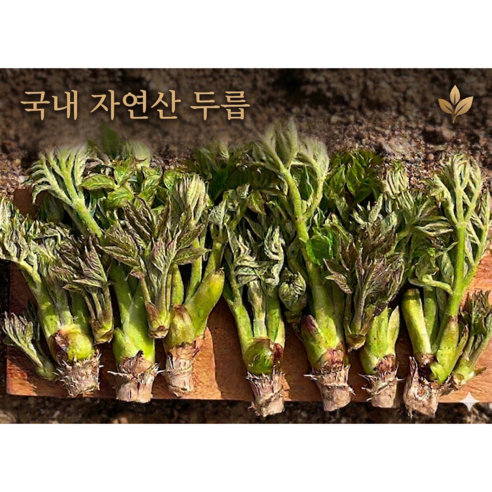 [두릅시즌오픈] 봄향기 가득한 자연산 참두릅