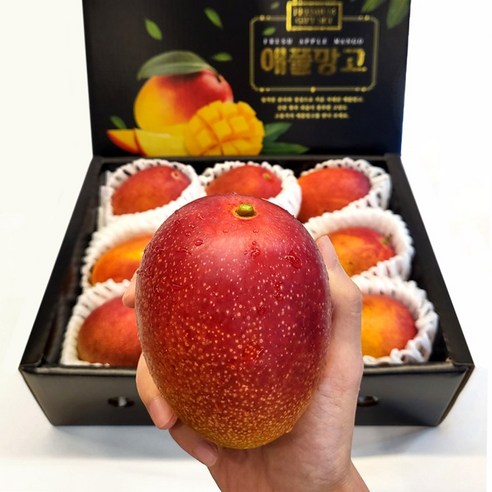 제주섬 애플망고 꿀당도 선물용 세트 800g 1kg 2kg 3kg