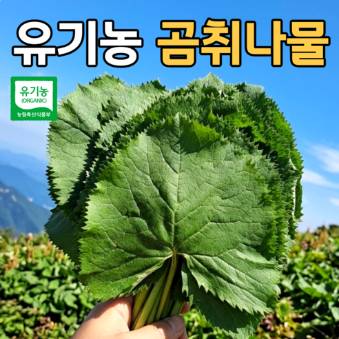 [당일수확] 국산 생 곰취 나물