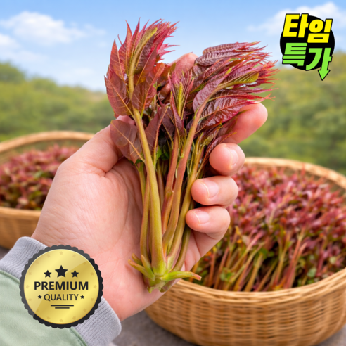 [최고품질엄선] 봄제철 가죽나물 참죽나무순 당일수확