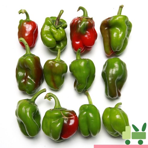 사라상회 청피망 5Kg (보통)