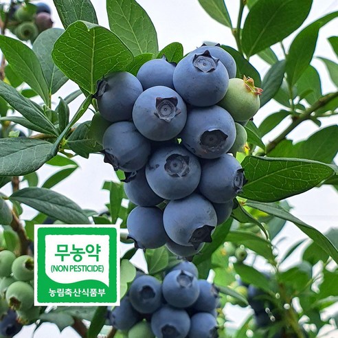 무농약 블루베리 생과 엄선 특대 500g 국내산 담양 삼인산 당일수확 산지직송 초신선 친환경