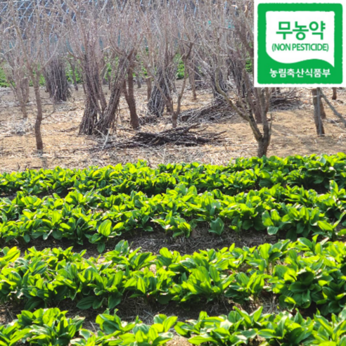 2026 강릉 오대산 부연동마을 생 명이나물 산마늘 최상품 친환경 무농약농산물 인증, 줄기포함 잎명이 2kg, 1개