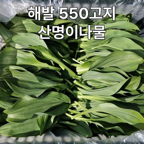 [100박스한정] 550고지산지직송 당일수확 산마늘 명이나물