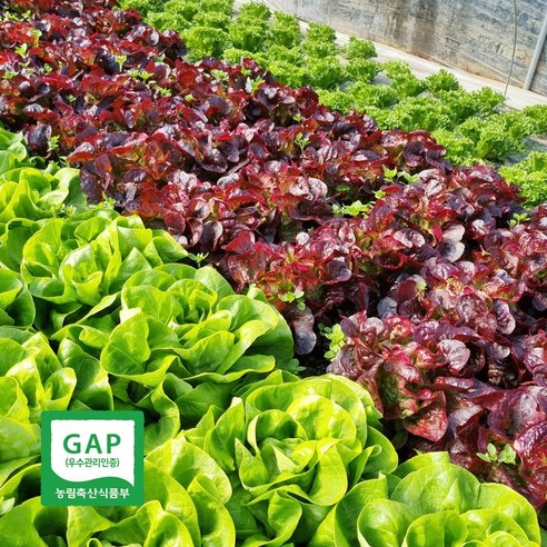 GAP인증 갓 수확한 유러피안 채소 모둠, 1개, 2kg