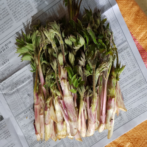 남해 노지 땅두릅 자연산 두릅 산지직송 가정용, 1개, 1kg