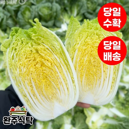 [당일수확] 국내산 쌈배추 알배추 4kg (4~6통) 알배기 농장직송 완주식탁, 1개, 4kg