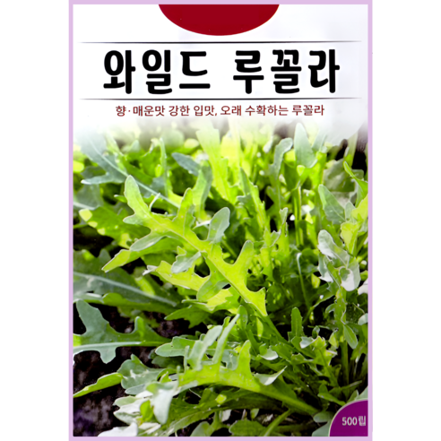 KS종묘 와일드 루꼴라 씨앗 500립 로켓샐러드 아루굴라 ks, 1개