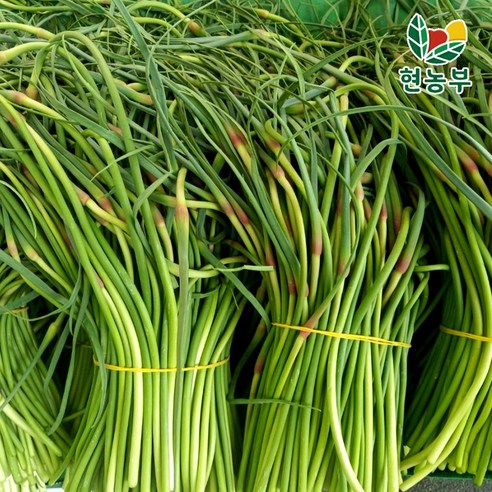 산지직송 국산 경북 창녕 의성 햇 마늘쫑, 1박스, 5kg