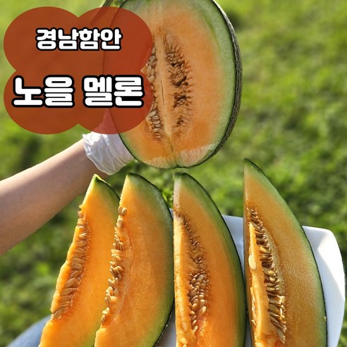 [산지직송 하루100개] 멜론 메론 노을메론 고당도 꿀멜론 4kg 8kg, 1박스, 8kg(5~7수)