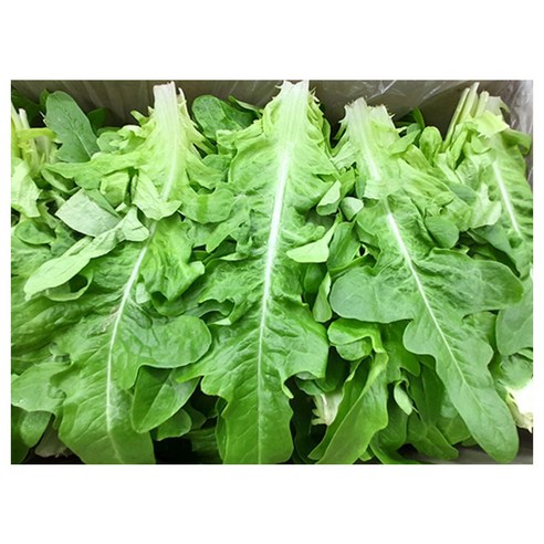 야채왕 오크 300g 오크리프 오크잎, 2kg, 1개