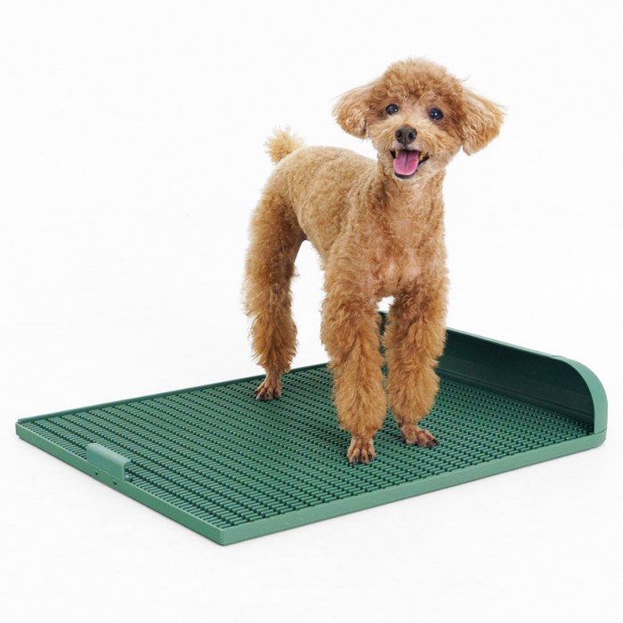 독톡 강아지 표준형 배변판, 올리브그린, 1개