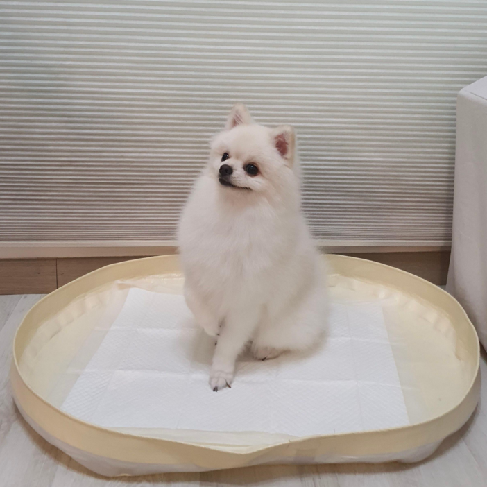 피피 강아지 애견 수컷 배변판 배변매트 방수 화장실, 1개