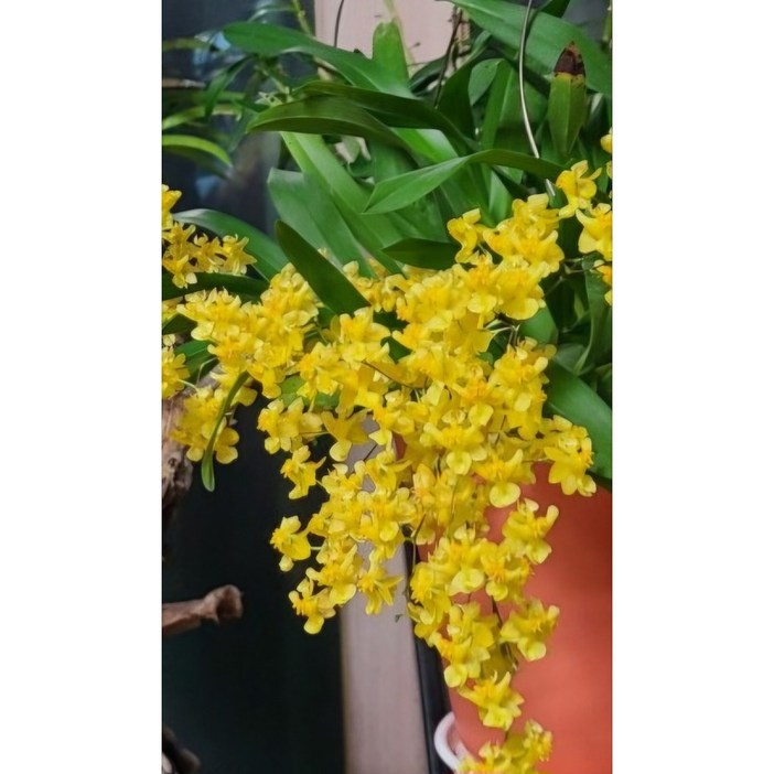 향기로운 꽃과 함께 ~환타시아