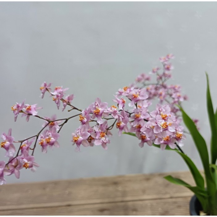 행복한꽃순이분홍환타지아초코렛향