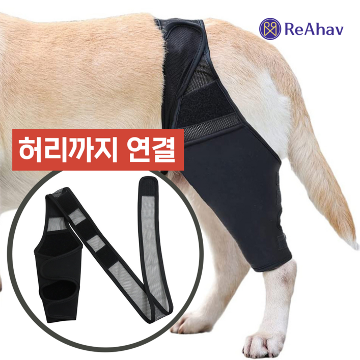 레아하브 모션서포트 강아지 슬개골보호대