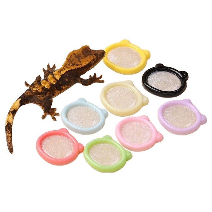 벤프 Home 도마뱀 먹이 그릇 글리터