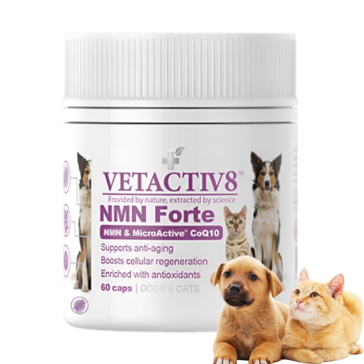 벳액티브8 반려동물 NMN 포르테 노령견 노령묘 노화완화 영양제 60캡슐