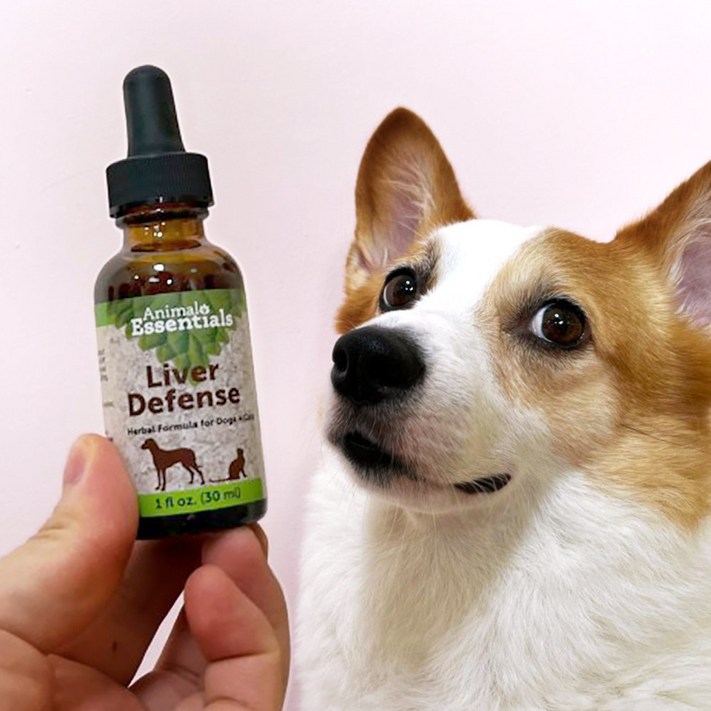애니멀에센셜 간팅크 강아지 고양이 실리마린 밀크시슬 간 영양제 간수치 개선 30ml, 30ml