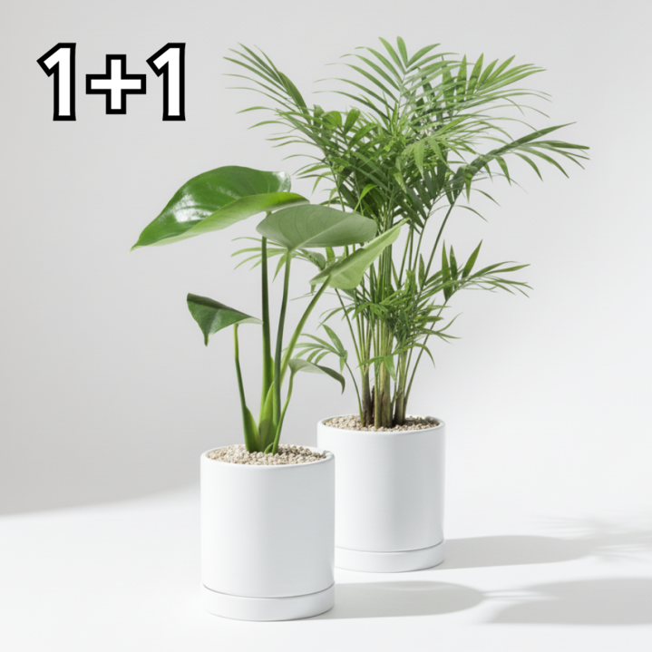 앙플랜트 공기 정화 실내 식물 몬스테라 테이블야자