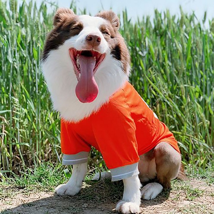 강아지 쿨 매쉬 티셔츠 중대형견용