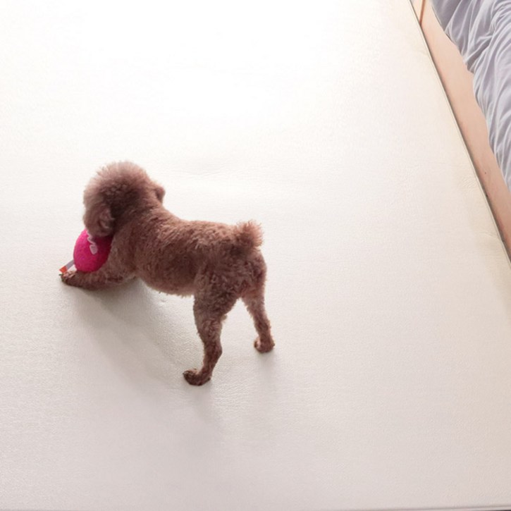 딩동펫 반려동물 미끄럼방지 롤매트